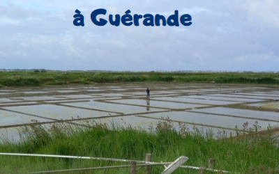 Sortie Scientifique à Guérande et La Turballe