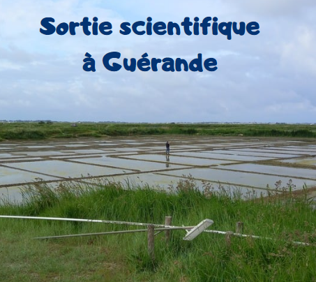 Sortie Scientifique à Guérande et La Turballe